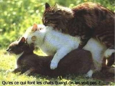 c est   cool entre les chat