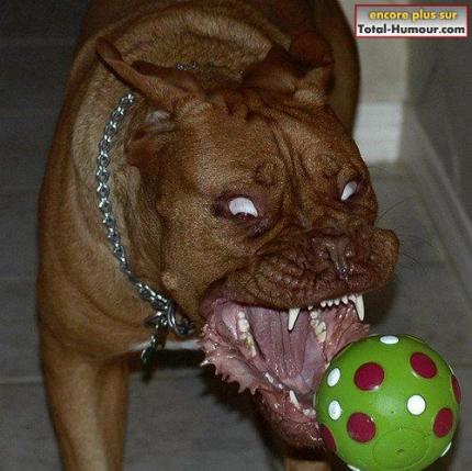 ce costo chien me fait peur